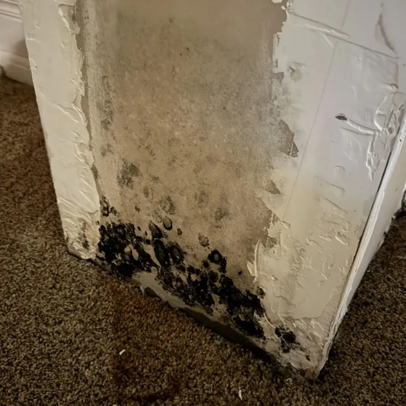 Professional Mold Removal in Red Boiling Springs, TN